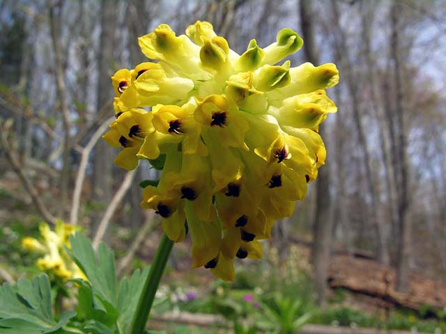 Ornamental gelb corydalis manchu for gardens