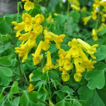 Gelb corydalis manchu blume samen for anpflanzung