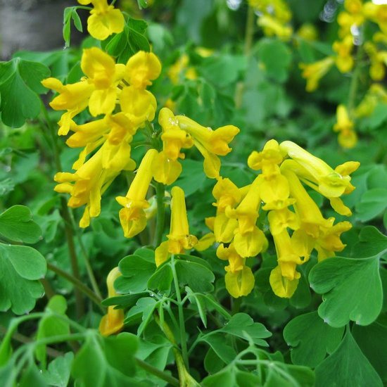 Gelb corydalis manchu blume samen for anpflanzung
