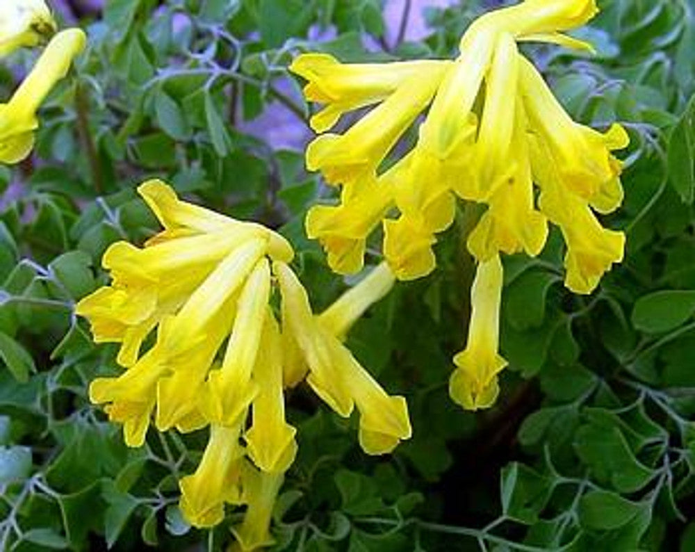 Gelb corydalis manchu in shaded garten