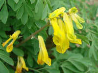 Non gmo gelb corydalis samen