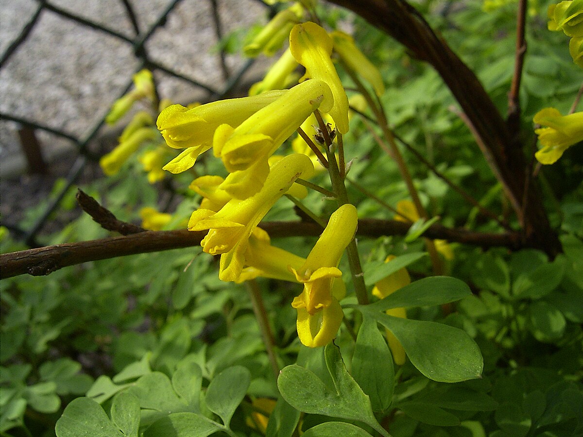 Ornamental gelb corydalis flowering pflanze