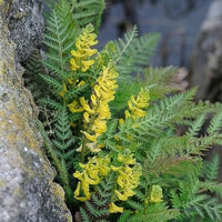 Gelb corydalis blume anpflanzung samen