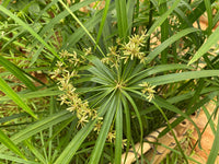 Ornamental gelb cyperus papyrus foliage pflanze