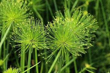 Gelb cyperus papyrus anpflanzung samen for vibrant garten décor