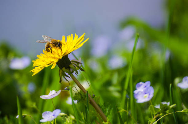 Non gmo gelb dandelion samen