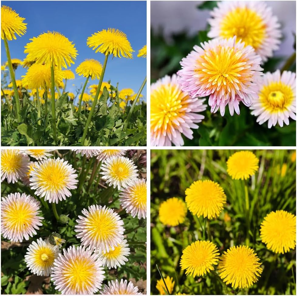 Ornamental gelb dandelion flowering pflanze