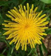 Gelb dandelion anpflanzung samen for easy wachsend
