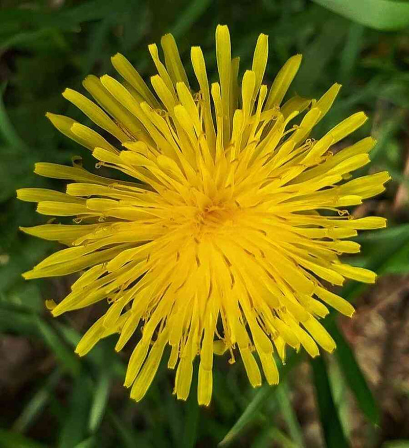 Gelb dandelion anpflanzung samen for easy wachsend