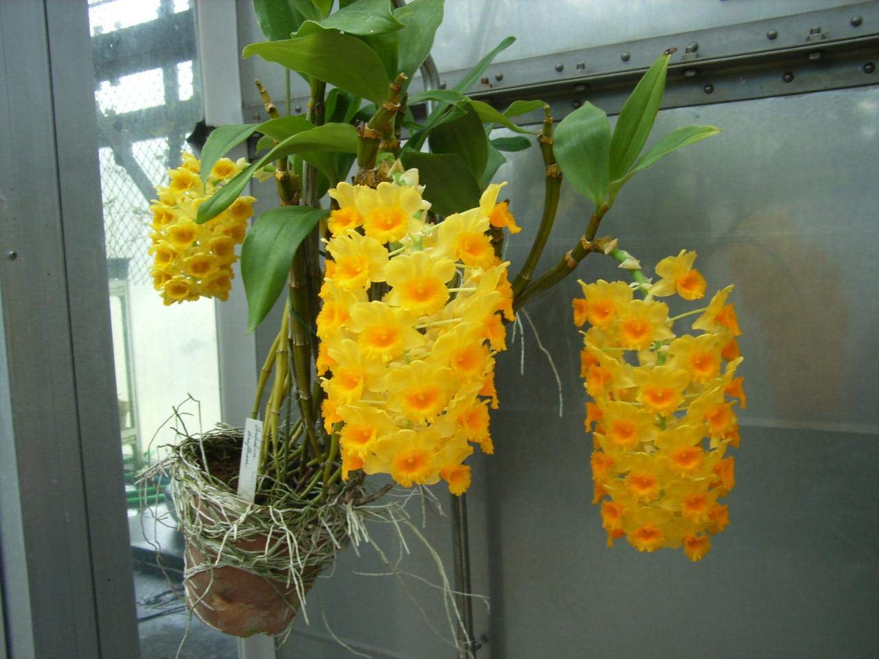Gelb densiflorum used as border pflanze