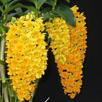 Ornamental gelb densiflorum flowering pflanze