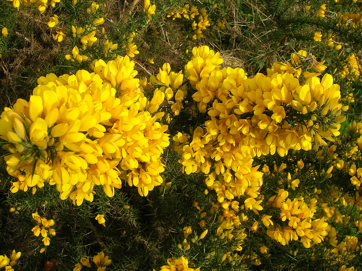 High germination gelb gorse samen