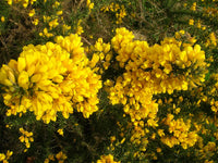 High germination gelb gorse samen