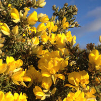 Ornamental gelb gorse shrub for landscapes