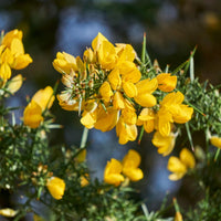 Gelb gorse anpflanzung samen