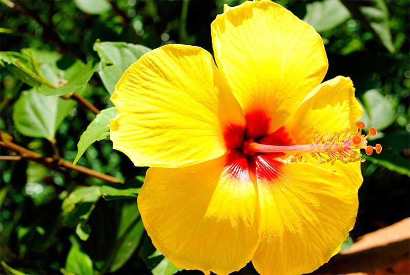 Gelb Hibiskus Blumensamen zur Aussaat hochwertige Qualitäts- Traditionssorte & ohne Gentechnik Samen Hausgarten