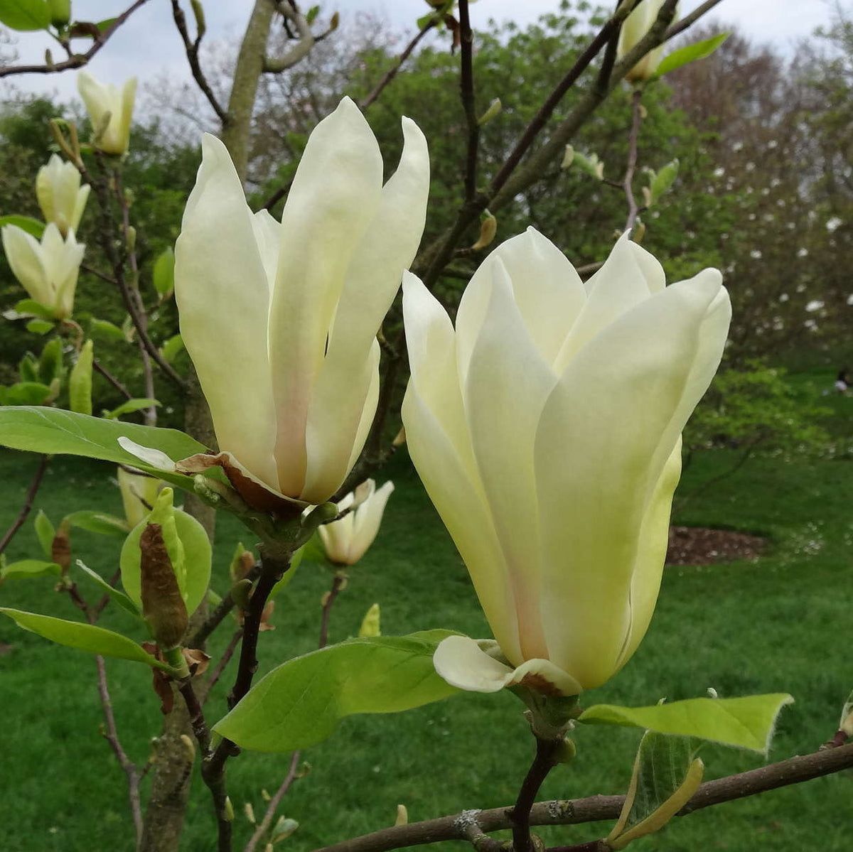 Light gelb yulan blume samen for anpflanzung - low maintenance, heirloom & gmo free samen for home garten
 
 sale for anpflanzung in home garten