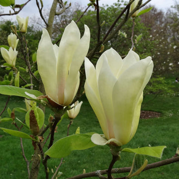Light gelb yulan blume samen for anpflanzung - low maintenance, heirloom & gmo free samen for home garten
 
 sale for anpflanzung in home garten