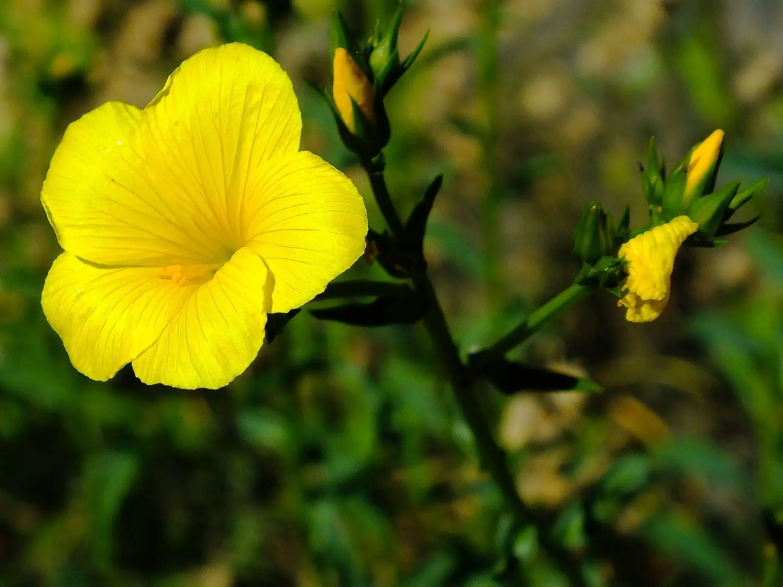 Gelb linum flavum blumen blooming in garten