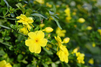 Ornamental gelb linum flavum samen for gardens