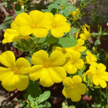 Gelb linum flavum blume samen for anpflanzung