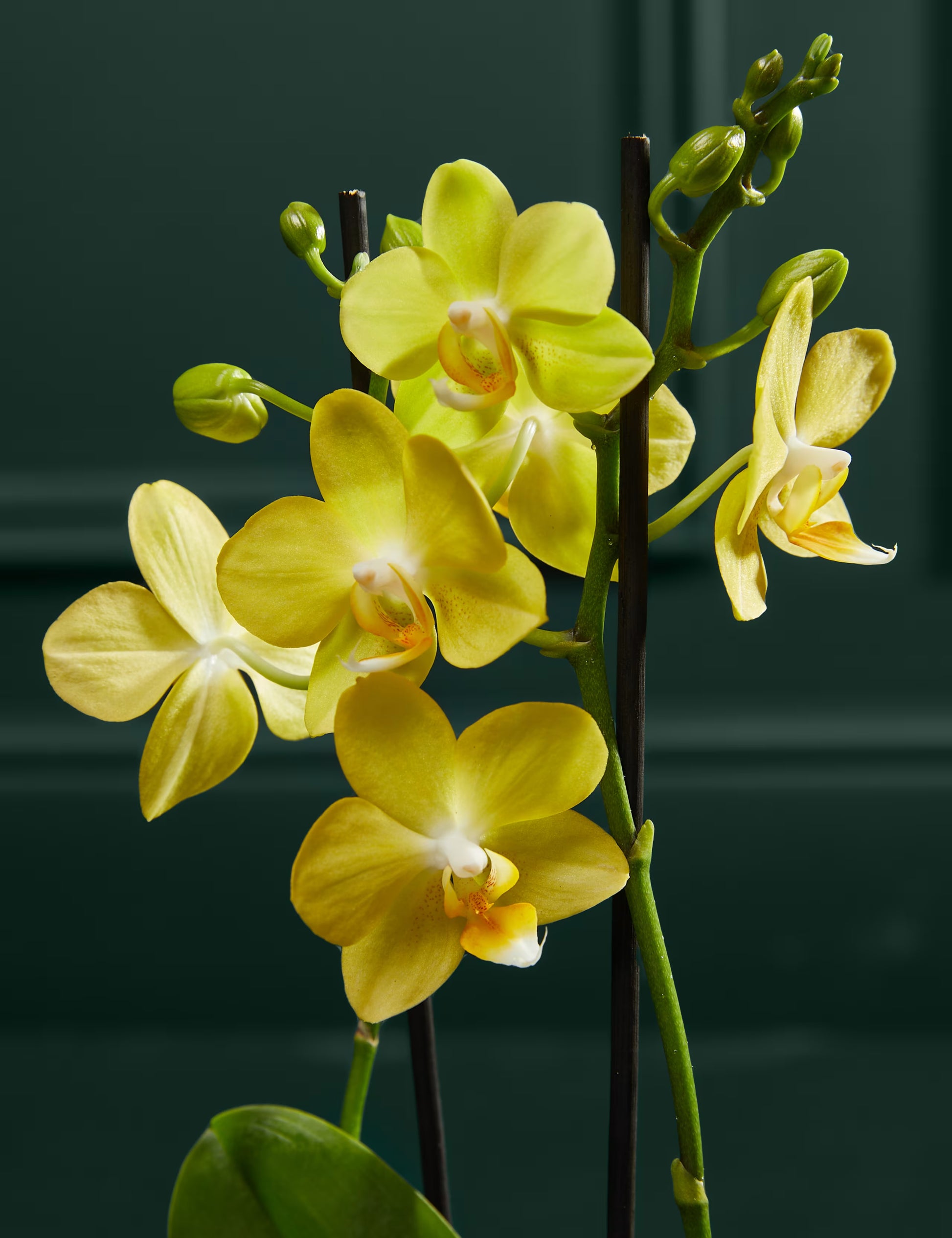 Schmetterlingsorchidee Orchidee Blumensamen zur Aussaat Bestäuber freundlich Traditionssorte & ohne Gentechnik Samen Hausgarten