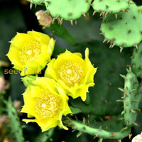 Gelb opuntia macrorhiza anpflanzung samen
