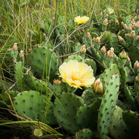 Non gmo gelb opuntia macrorhiza samen