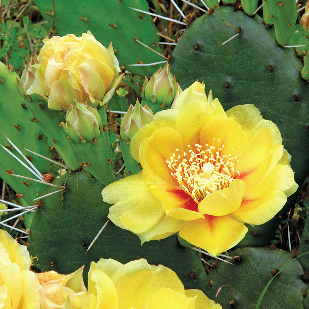 Ornamental gelb opuntia cactus for landscapes
