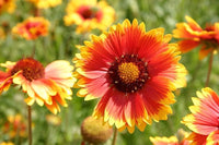Non gmo gelb orange aristata blume samen