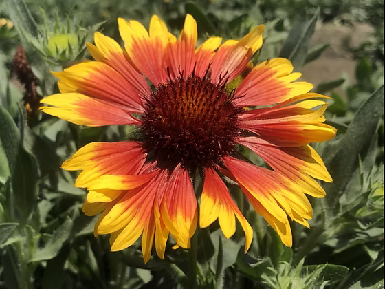 Gelb orange aristata in pollinator garten