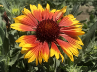 Gelb orange aristata in pollinator garten