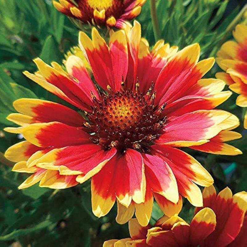Gelb orange aristata blume samen for anpflanzung