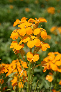 Gelb orange erysimum blumen blooming in garten