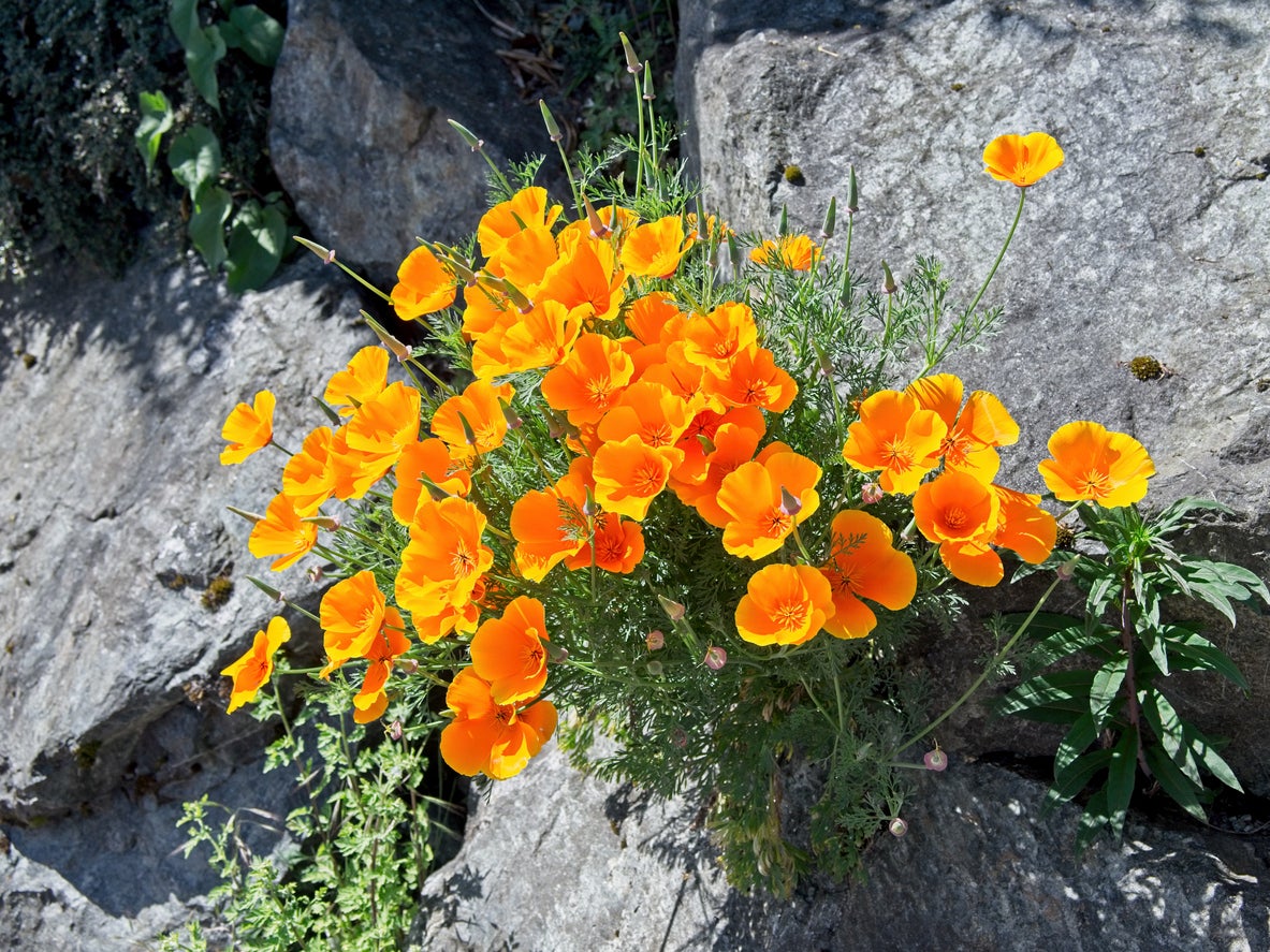 High germination gelb orange erysimum samen