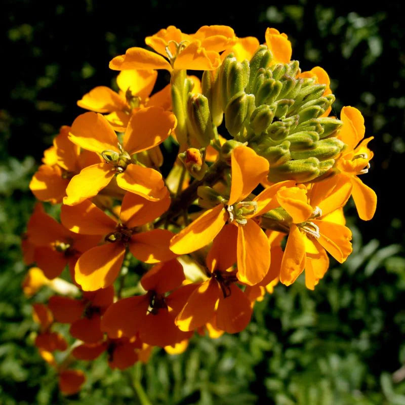 Ornamental gelb orange erysimum samen for gardens