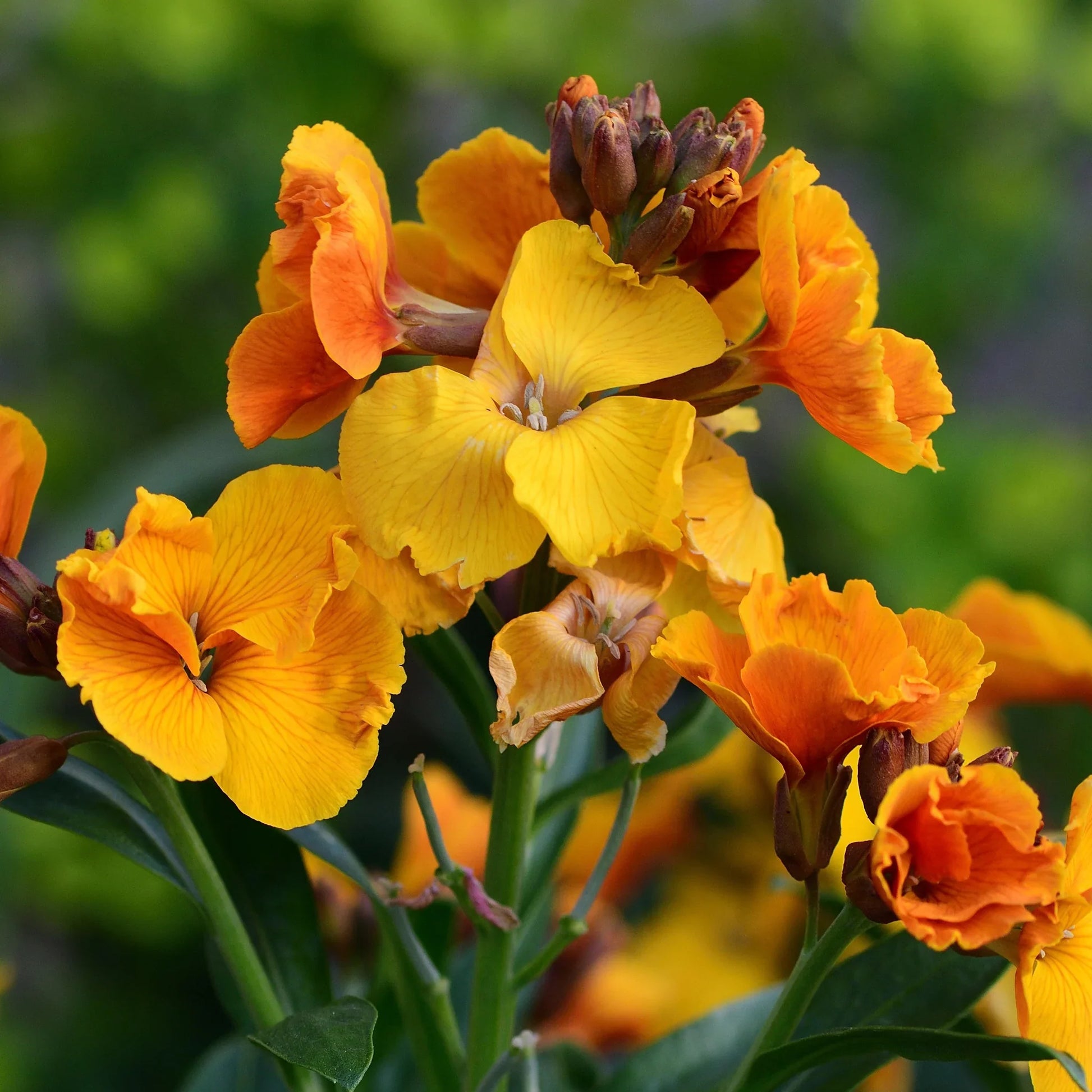 Gelb orange erysimum samen for anpflanzung