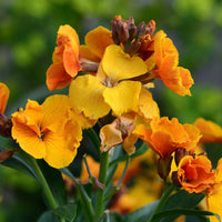 Gelb orange erysimum samen for anpflanzung