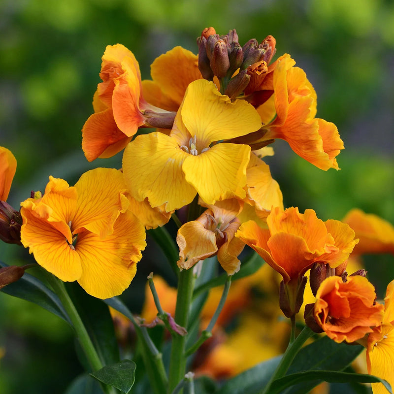 Gelb orange erysimum samen for anpflanzung