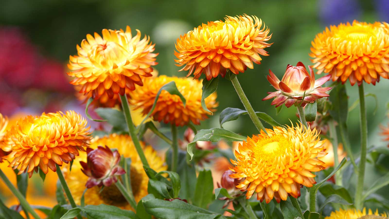 High germination strawflower samen