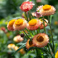 Non-gmo strawflower samen