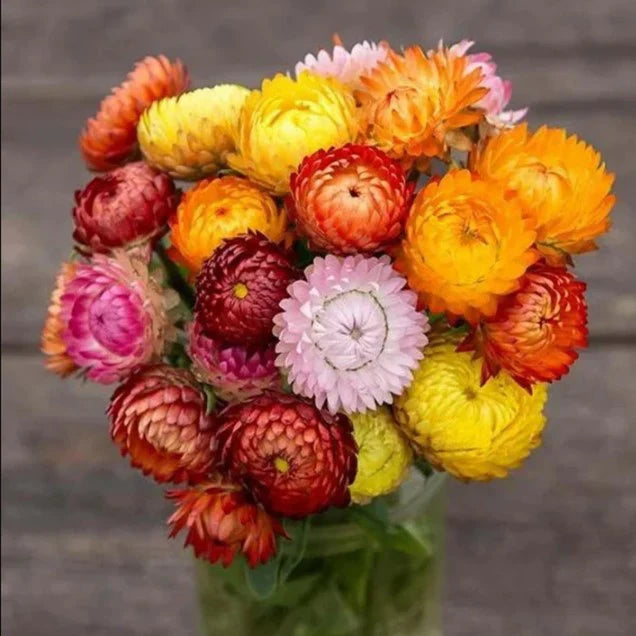 Bees visiting gelb-orange strawflower blossoms