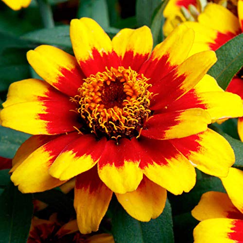 Gelb profusion blume samen for anpflanzung