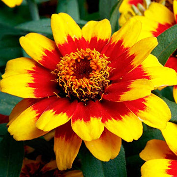 Gelb profusion blume samen for anpflanzung