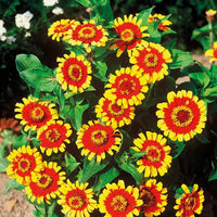 Non gmo gelb profusion blume samen