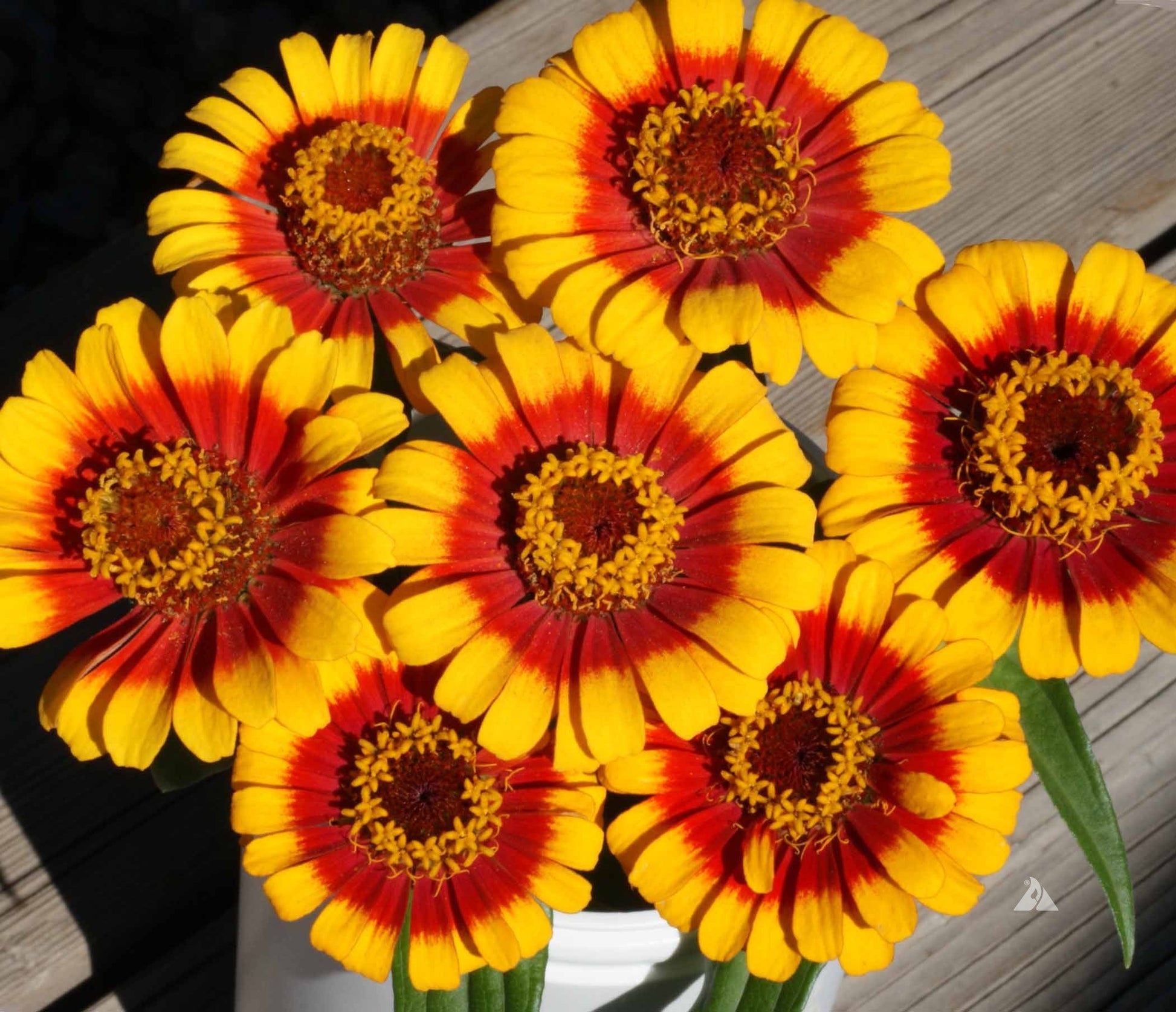 Ornamental gelb profusion flowering pflanze