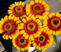 Ornamental gelb profusion flowering pflanze