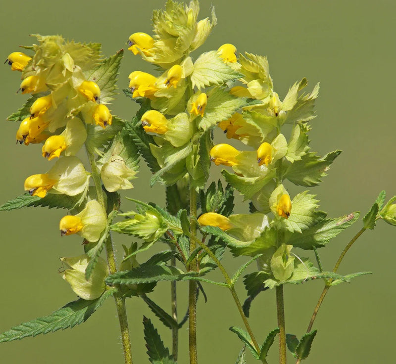 Semillas de flores de Rattle para siembra – fáciles de cuidar, variedad tradicional y sin ingeniería genética, semillas para jardín doméstico