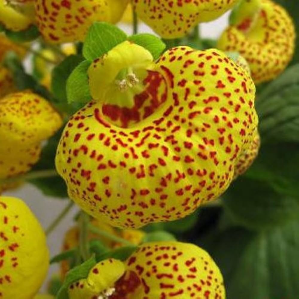 Non-gmo calceolaria blume samen