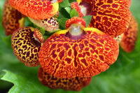 Potted calceolaria with gelb-rot blumen